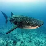 Paket 2 Hari 1 Malam Pulau Sumbawa