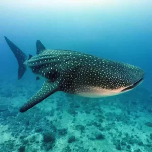 Paket 2 Hari 1 Malam Pulau Sumbawa